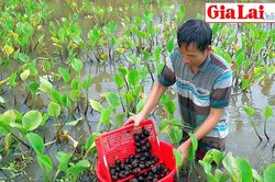 Đầu tư ít, lợi nhuận cao từ nuôi ốc bươu đen