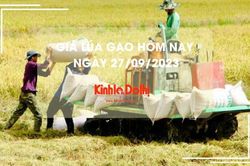 Giá lúa gạo hôm nay 2/10/2023: Duy trì ổn định