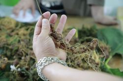Lãnh đạo Quảng Nam yêu cầu công an lập các chuyên án điều tra sâm giả