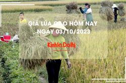 Giá lúa gạo hôm nay 3/10/2023: Giá lúa giảm, giá gạo đi ngang