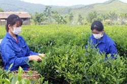 Ứng dụng công nghệ số đến cơ sở thực hiện xây dựng nông thôn mới