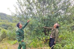 Đưa giống cây trồng mới đến với bà con người Mông trên biên giới Pù Nhi