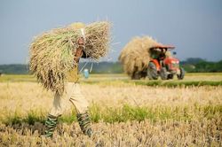 Trồng 1 triệu ha lúa chất lượng cao, ước thu hơn 500 triệu USD mỗi năm