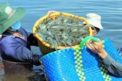 Cà Mau tổ chức Festival tôm năm 2023