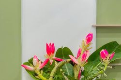 Chiêm ngưỡng những cành, quả được trang trí rất bắt mắt trong nhà