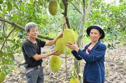 Gia Lai: Hơn 2.633 ha cây trồng kém chất lượng được chuyển đổi