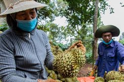 Mùa bội thu ở 'thủ phủ' sầu riêng Tây Nguyên