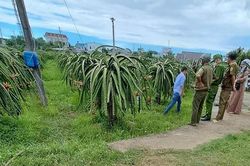 Người đàn ông bị điện giật tử vong tại vườn thanh long