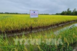 Dự báo xâm nhập mặn đến sớm ở Đồng bằng sông Cửu Long