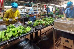 Mục tiêu xuất khẩu nông lâm thủy sản 53 - 54 tỷ USD, các ngành còn cách đích bao xa?