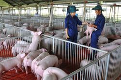 Giá heo hơi hôm nay 4/10: Chạm mức thấp nhất gần nửa năm qua