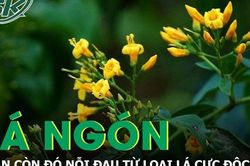 Vẫn còn nỗi đau từ lá ngón