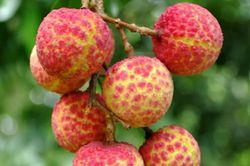 Điểm tên những loại quả đắt đỏ nhất thế giới