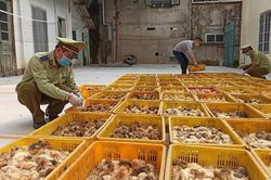 Lạng Sơn: 9 tháng phát hiện 100.000 gia cầm giống nhập lậu
