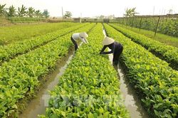 Hiệu quả từ thay đổi tư duy sản xuất
