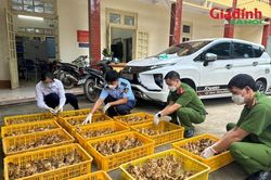 Vừa 'tuồn' qua biên giới, 1.800 con gia cầm giống nhập lậu bị 'chặn' giữa đêm
