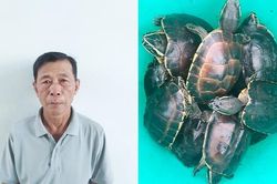 Kiên Giang: Bắt quả tang đối tượng vận chuyển 41 cá thể rùa quý hiếm
