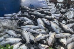 Hơn 50 tấn cá lồng bè chết trắng, nông dân trắng tay sau một đêm thức dậy