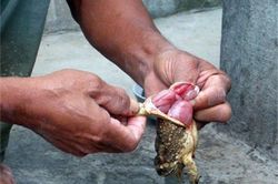 Bắt con vật quen thuộc trong vườn nhà nấu ăn, người đàn ông tử vong
