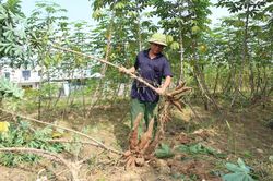 Trồng sắn nghệ cho thu lãi trên 8 triệu đồng/sào