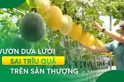 Nông nghiệp đô thị: Vườn dưa lưới sai trĩu quả trên sân thượng