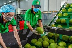 Xuất khẩu rau quả với kỳ tích mới