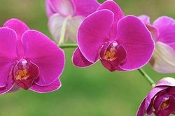 Người sinh vào 5 ngày Âm lịch không ngại khó khăn, về sau no đủ