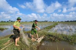 Ngăn chặn, xử lý nạn săn bắt, bẫy chim di cư, chim hoang dã