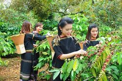 Đầu tư vùng trồng đạt chuẩn, xuất khẩu cà phê tăng cao về giá trị