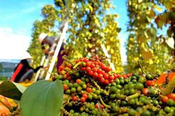 Giá tiêu hôm nay 7/10: Thị trường trong nước lẫn thế giới cùng chịu áp lực giảm