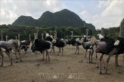 Gương Nông dân Việt Nam xuất sắc: Nuôi đà điểu thu lãi tiền tỷ