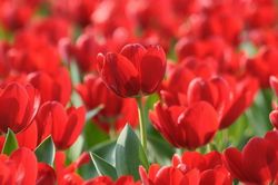 Người sinh vào 5 ngày Âm lịch này tài năng lại can đảm