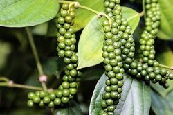 Giá tiêu hôm nay 9/10: Thị trường ít biến động