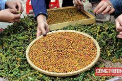 Giá tiêu hôm nay 9/10: Giá có thể sẽ bắt đầu tăng trở lại ngay từ cuối quý 4/2023