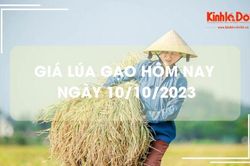 Giá lúa gạo hôm nay 10/10/2023: Giá gạo tăng nhẹ