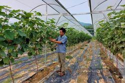 Anh nông dân bỏ 3 tỷ làm nông nghiệp công nghệ cao trồng đủ quả ngon