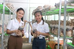 Bỏ phố về quê khởi nghiệp trồng nấm chân dài