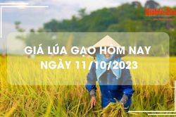 Giá lúa gạo hôm nay 11/10/2023: Giá gạo xuất khẩu tăng