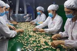 Đơn hàng tăng, ngành điều tự tin đạt chỉ tiêu xuất khẩu 3,2 tỉ USD