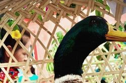 Độc lạ Lạng Sơn: Tổ chức cuộc thi 'Hoa hậu vịt'