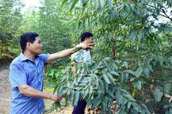 Động lực giúp nông dân làm giàu chính đáng