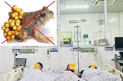 3 mẹ con ở Phú Thọ phải cấp cứu sau khi ăn thịt, trứng cóc