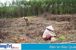 Cam Lộ: Khẩn trương trồng mới 1.500 ha rừng sản xuất tập trung