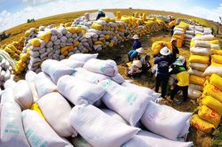 Indonesia chọn Việt Nam và Thái Lan để nhập khẩu thêm 1,5 triệu tấn gạo