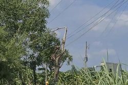 Chặt nhánh cây chỉa vào dây điện, nghi bị điện giật rơi xuống tử vong
