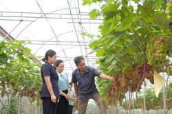 U70 vẫn truyền cảm hứng sản xuất nông nghiệp sạch