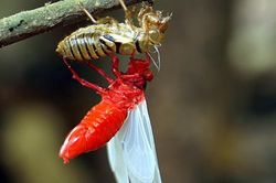 Ngắm loài vật cực đẹp với màn thoát xác rực rỡ