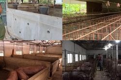 Giá lợn hơi lao dốc, người chăn nuôi ngại tái đàn