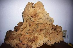 Xá lợi trong gỗ có giá 50 tỷ đồng /kg, 3.000 năm mới có