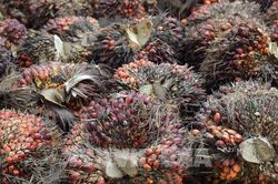 Ra mắt sàn giao dịch dầu cọ thô tại Indonesia